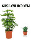 İnce Yapraklı Salon Çamı Sevgililer Gününe Özel Sukulent HEDİYELİ