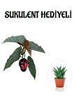 Hediyelik Çiçekli Çilli Begonya Çiçeği Sevgililer Gününe Özel Sukulent HEDİYELİ