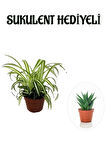 Sarı Yeşil Yapraklı Kurdele Çiçeği Sevgililer Gününe Özel Sukulent HEDİYELİ