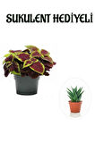 Renkli Yapraklı Yaprak-Cam Güzeli Sevgililer Gününe Özel Sukulent HEDİYELİ