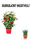 Avantajlı Kokulu Kırmızı Mandevilla Sarmaşığı Sevgililer Gününe Özel Sukulent