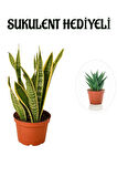 Hediyelik Sarı Alacalı Paşa Kılıcı Bitkisi Sevgililer Gününe Özel Sukulent HEDİYELİ