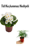 Hediyelik Beyaz Şeker Begonya Çiçeği Öğretmenler Gününe Özel Tül Kuşkonmaz Hediyeli