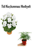 Hediyelik Beyaz Sardunya Fidanı Öğretmenler Gününe Özel Tül Kuşkonmaz Hediyeli
