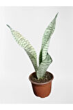 Çok Avantajlı Mini Paşa Kılıcı Sansevieria [30-40cm]