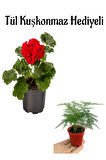 Hediyelik Kırmızı Sardunya Fidanı Öğretmenler Gününe Özel Tül Kuşkonmaz Hediyeli