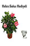 Kadınlar Gününe Özel Pembe Japon Gülü(HİBİSCUS ROSA) Helen Saksı Hediyeli