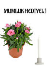 Hediyelik Mis Kokulu Pembe Karanfil Çiçeği Sevgililer Gününe Özel Mumluk HEDİYELİ