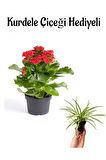 Hediyelik Kırmızı Renk Kalanşo(Kalanchoe) Çiçeği Sevgililer Gününe Özel Kurdele Çiçeği HEDİYELİ