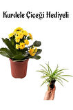 Hediyelik Sarı Renk Kalanşo(Kalanchoe) Çiçeği Sevgililer Gününe Özel Kurdele Çiçeği HEDİYELİ