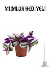 Pembe Telgraf Çiçeği Sevgililer Günü Hediyesi Mumluk HEDİYELİ Ofis Bitkisi