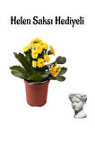 Hediyelik Sarı Renk Kalanşo(Kalanchoe) Çiçeği Sevgililer Gününe Özel Helen Saksı HEDİYELİ