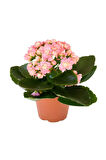 Hediyelik Açık Pembe Kalanşo(Kalanchoe) Çiçeği Sevgililer Gününe Özel Helen Saksı HEDİYELİ