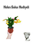 Hediyelik Sarı Renk Yılbaşı Çiçeği Sevgililer Gününe Özel Helen Saksı HEDİYELİ