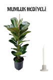 Geniş Yapraklı Kauçuk Bitkisi Sevgililer Gününe Özel Mumluk HEDİYELİ Salon Ofis Bitksi