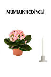 Kadınlar Günü Hediyesi Açık Pembe Kalanşo(KALANCHOE) Çiçeği Mumluk Hediyeli Çiçek