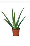 Canlı Aloevera Bitkisi 15cm