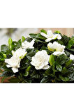 Videolu 1 Adet Salon Hediyesi Müthiş Kokulu Gardenya Çiçeği 20-40 Cm Saksılı Iç Mekan Gardenia