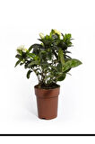 Videolu 1 Adet Müthiş Kokulu Gardenya Çiçeği 20-30 Cm Saksılı Iç Mekan Bitkileri Gardenia