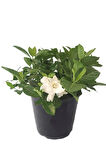 Videolu 1 Adet Çiçekli Mis Kokulu Gardenya Çiçeği 20-35 Cm Saksılı Iç Mekan Bitkileri Gardenia