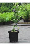 Videolu Yaban Mersini Fidanı (50 60 CM)1 Adet Saksılı Bahçe Balkon Bitkisi Lipaka Blueberry