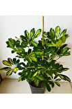 Videolu 5 Parmak Şeflera Çiçeği Çift Dallı (80 100 CM)1 Adet Saksılı Iç Mekan Bitkisi Schefflera