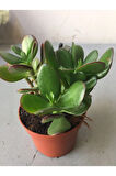 Çok Avantajlı Crassula Şans Para Çiçeği (zenginlik Çiçeği) 25-30cm