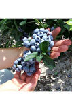 Videolu 1 Adet Lezzetli Yaban Mersini Fidanı 40-60 Cm Tüplü Iç Mekan Bitkileri Blueberry