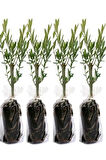 Videolu 10'lu Zeytin Fidanı 30-40 Cm Tüplü Iç Mekan Bitkileri Olive Sapling