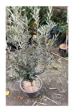 Videolu 10'lu Zeytin Fidanı 30-40 Cm Tüplü Iç Mekan Bitkileri Olive Sapling