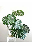 Videolu 1 Adet Deve Tabanı Çiçeği 30-60 Cm Saksılı Iç Mekan Bitkileri (MONSTERA)
