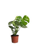 Videolu 1 Adet Deve Tabanı Çiçeği 30-60 Cm Saksılı Iç Mekan Bitkileri (MONSTERA)