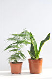 Videolu Tül Kuşkonmaz Ve Paşa Kılıcı (5 15 CM)2 Adet Saksılı Iç Mekan Bitkisi Asparagus Sansevieria