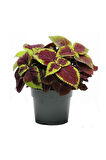 Videolu 1 Adet Yaprak Güzeli Çiçeği 30-40 Cm Saksılı Iç Mekan Bitkileri Plectranthus Scutellarioides