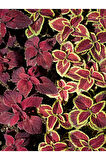 Videolu 1 Adet Yaprak Güzeli Çiçeği 30-40 Cm Saksılı Iç Mekan Bitkileri Plectranthus Scutellarioides
