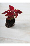 Videolu 1 Adet Yaprak Güzeli Çiçeği 30-40 Cm Saksılı Iç Mekan Bitkileri Plectranthus Scutellarioides
