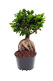 Videolu Bonsai Fidanı 1 Adet Saksılı 20-40 Cm Iç Mekan Salon Bitkisi (FİCUS BONSAİ)