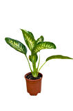 Videolu Difenbahya Bitkisi 1 Adet Saksılı 30-50 Cm Salon Bitkisi (dieffenbachia Tropical Snow )