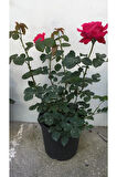 Videolu Yediveren Kırmızı Gül Fidanı 1 Adet Saksılı/ Tüplü 10-15cm Bahçe Bitkisi (RED ROSE)