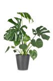 Videolu Deve Tabanı Bitkisi 1 Adet Saksılı 60-100 Cm Iç Mekan Salon Bitkisi (MONSTERA DELİCİOSA)