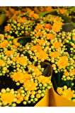 Videolu Sarı Renk Kalanşo Çiçeği 1 Adet Saksılı 10-20cm Iç Mekan Salon Bitkisi (KALANCHOE)