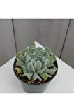 Videolu Sukulent Echeveria Runyonii Topsy Turvy Bitkisi 1 Adet Saksılı 5-10cm Salon Bitkisi