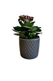Çok Avantajlı Kalanchoe - Kalanşo Çiçeği (MOR ÇİÇEKLİ) Iç Mekan Bitkisi Saksılı