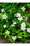 Gardenya Çiçeği-gardenia Jasminoides- Köklü,kendi Bitkini Yetiştir