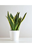 Videolu Paşa Kılıcı Peygamber Kılıcı Bitkisi 1 Adet Saksılı 30-40 Cm Salon Ofis Bitkisi(SANSEVİERİA)