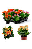 Çok Avantajlı Kalanchoe Çiçeği Kalanşo Emel Hanım Karışık Renkli 3 lü Set Saksılı Sarı Pembe Turuncu