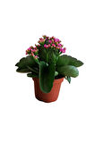 Videolu Pembe Kalanşo Çiçeği 1 Adet Saksılı 15-25 Cm Salon Balkon Bitkisi (PURPLE KALANCHOE)