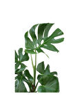 Monstera Deliciosa - Deve Tabanı Ev Ofis Bitkisi Çiçek