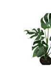 Monstera Deliciosa - Deve Tabanı Ev Ofis Bitkisi Çiçek