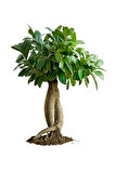 Videolu Ginseng Bonsai 1 Adet Saksılı 40-60 Cm Iç Mekan Salon Ofis Bitkisi (FİCUS MİCROCARPA)